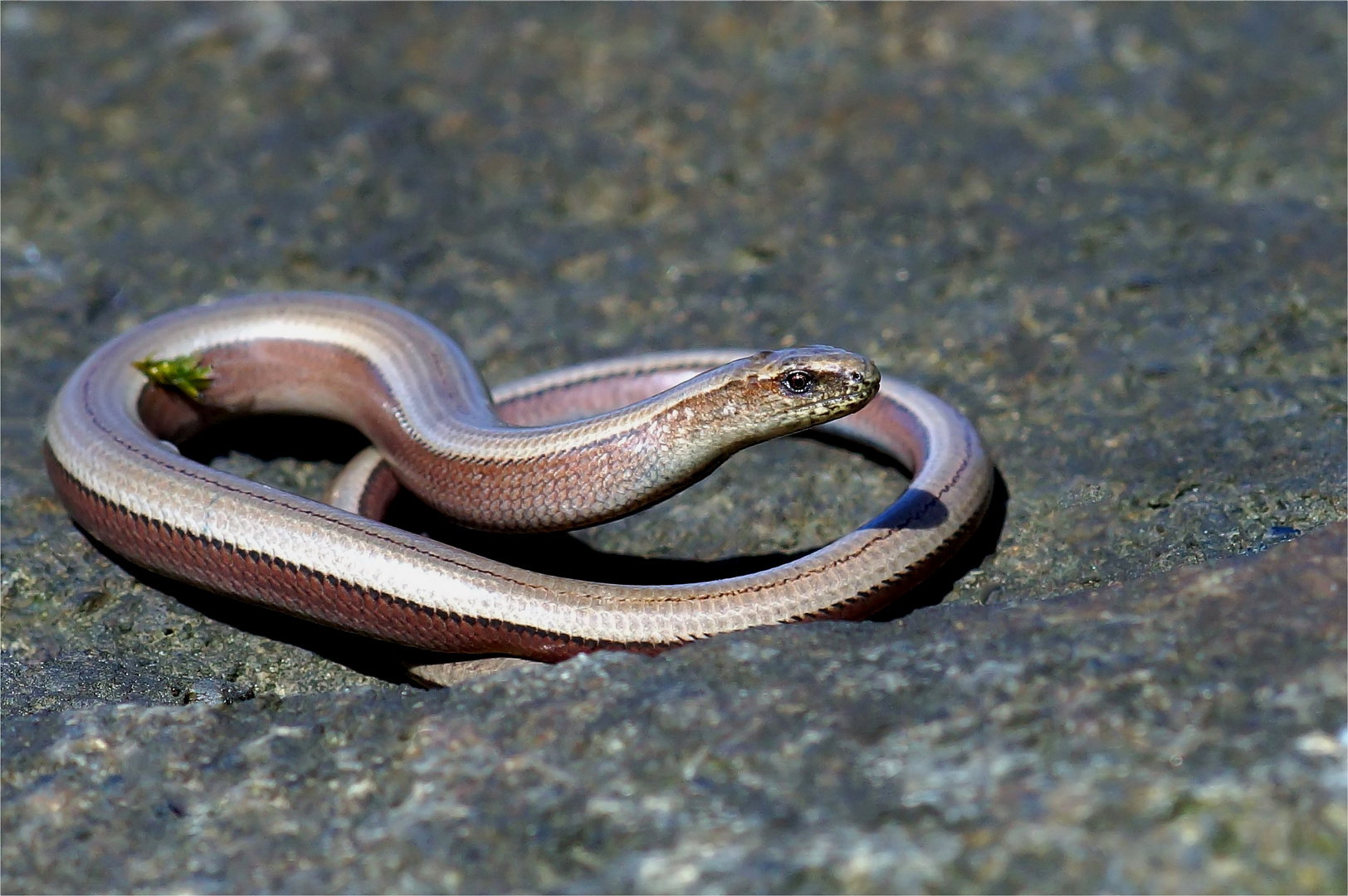 Beim Schleichen findet man auch (Blind)schleichen ( Anguis fragilis)