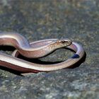 Beim Schleichen findet man auch (Blind)schleichen ( Anguis fragilis)