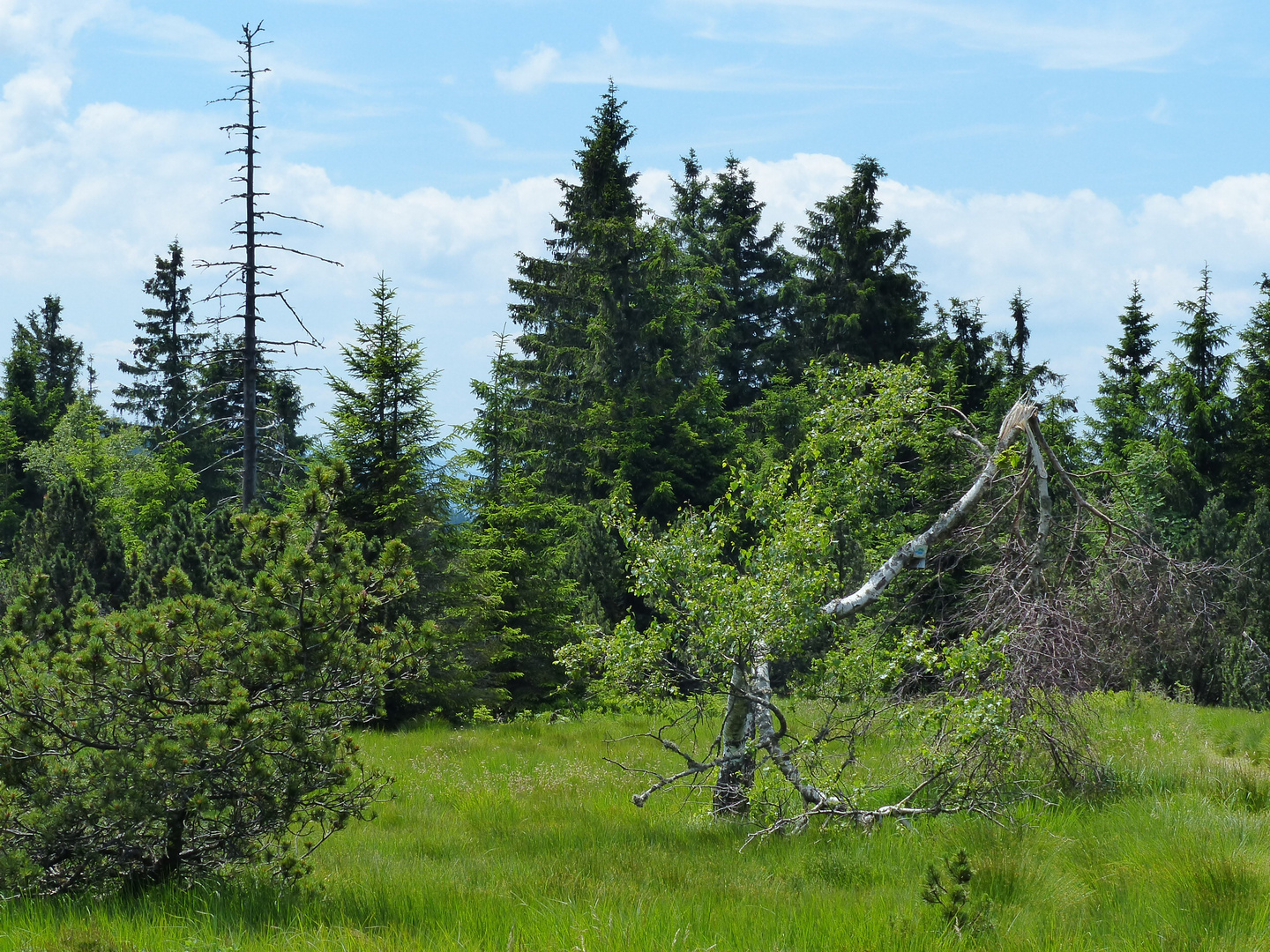 beim Schliffkopf, Schwarzwald