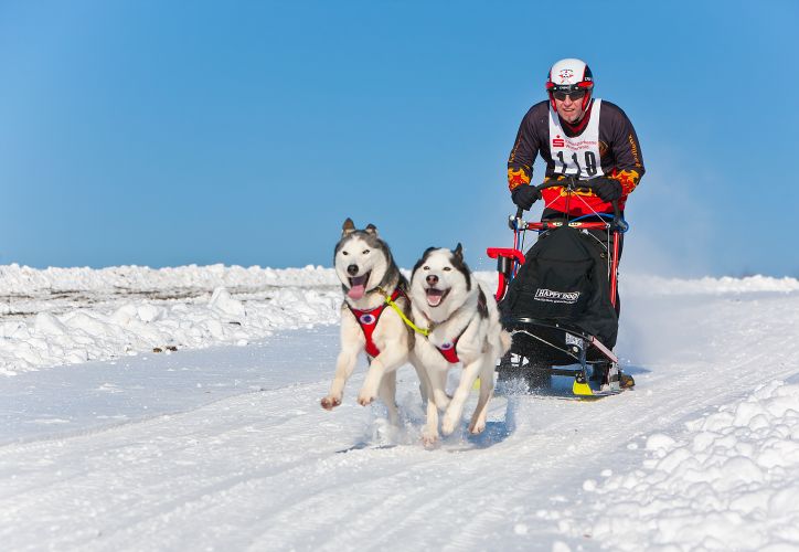 beim Schlittenhunderennen