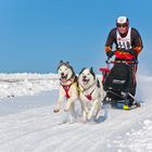 beim Schlittenhunderennen