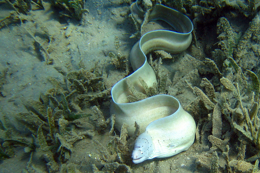 Beim schnorcheln in Hurghada 3 Foto & Bild tiere, wildlife, fische Bilder auf Beim schnorcheln in Hurghada 3 Foto & Bild tiere, wildlife, fische Bilder auf