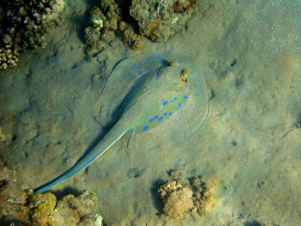 Beim schnorcheln in Hurghada