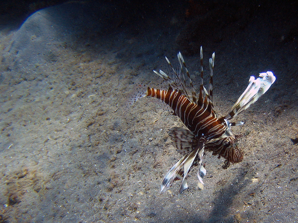 Beim schnorcheln in Hurghada1