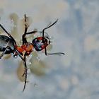 Beim Schwimmen beobachtet! Sie kam glücklich ans Ufer… - Les fourmis savent nager!