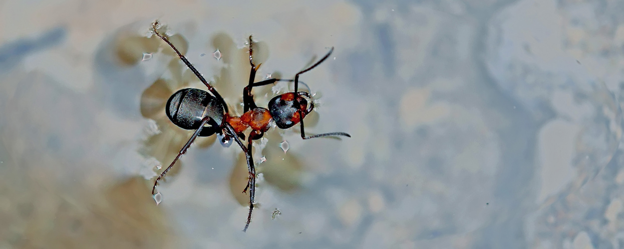 Beim Schwimmen beobachtet! Sie kam glücklich ans Ufer… - Les fourmis savent nager!