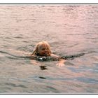 Beim Schwimmen im Staffelsee (2003)