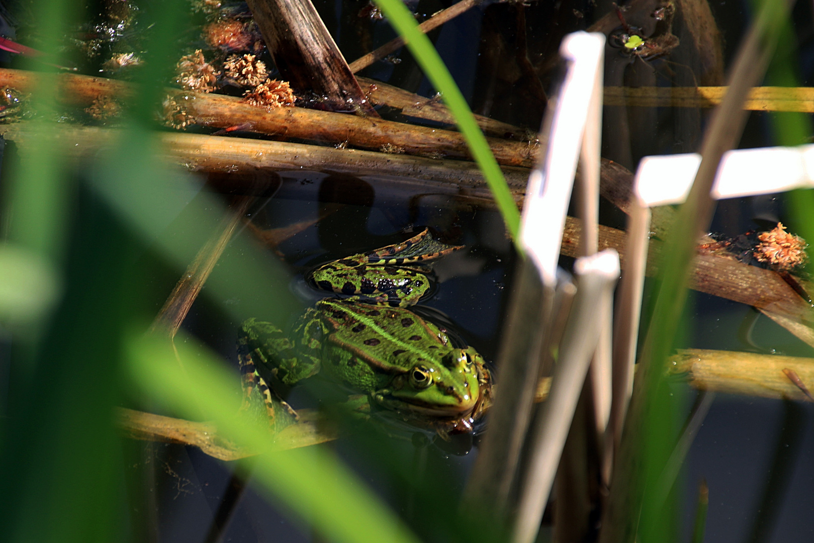 beim Seerosenteich