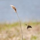 Beim Sinkflug