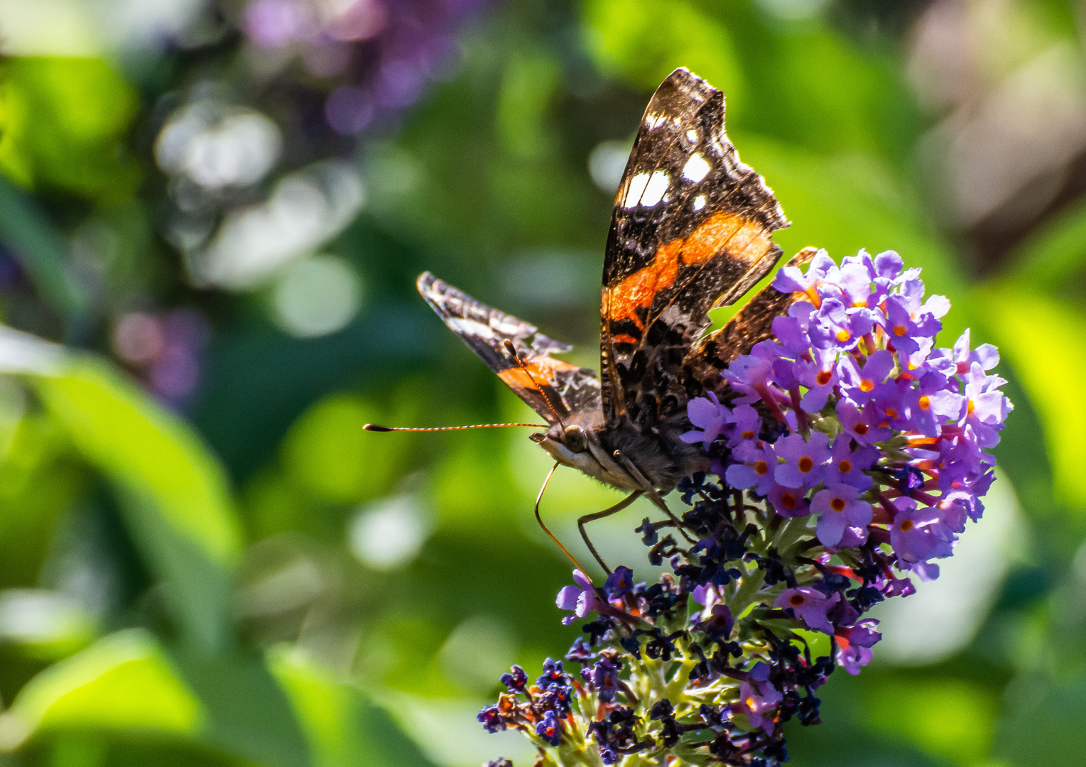 Beim Sommerflieder zu Besuch kam der Distelfalter.