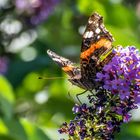 Beim Sommerflieder zu Besuch kam der Distelfalter.