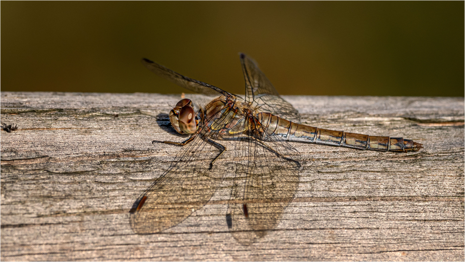 Beim Sonnenbad Foto & Bild tiere, wildlife, libellen Bilder auf