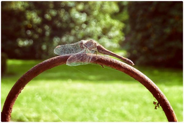 Beim Sonnenbad entdeckt