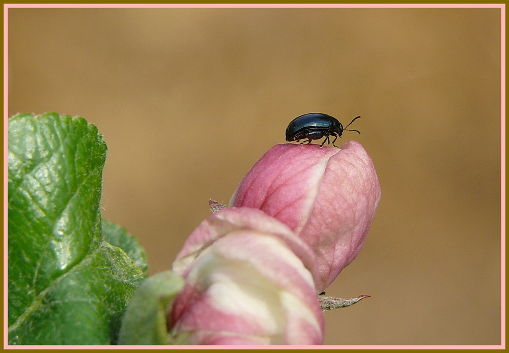 Beim Sonntagsspaziergang.....