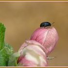 Beim Sonntagsspaziergang.....