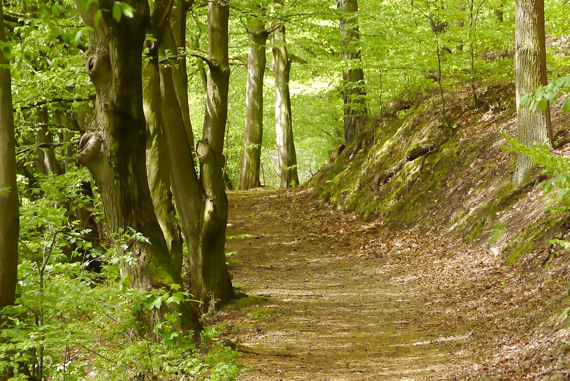 Beim Spazieren gehen Foto & Bild landschaft, wald, natur Bilder auf