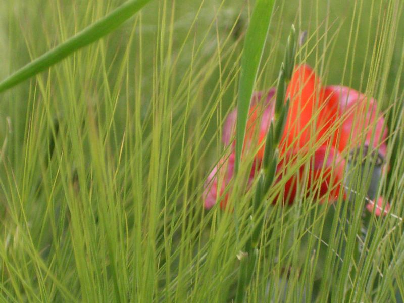 Beim Spaziergang