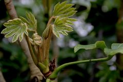 Beim Spaziergang durch den Garten mit Kamera