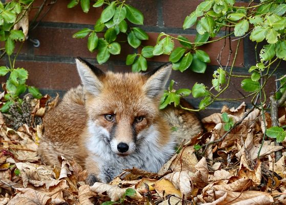 Beim Spaziergang durch den Krankenhausgarten fühlte ich mich irgendwie beobachtet. 