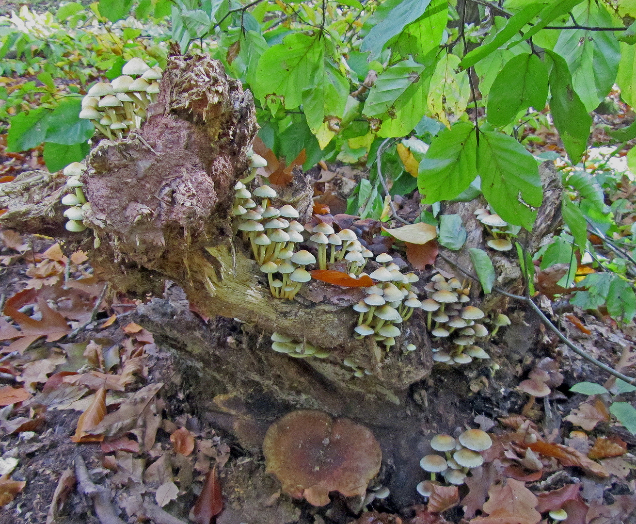 Beim Spaziergang entdeckt