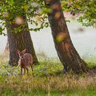 beim Spaziergang im Frühtau