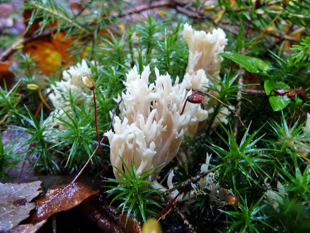 beim Spaziergang im Wald entdeckt