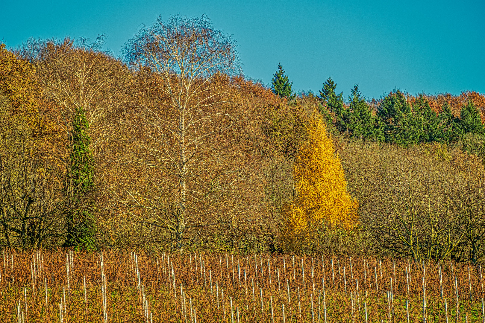 Beim Spaziergang im Weinberg