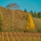 Beim Spaziergang im Weinberg