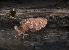 Beim Spielen der Tiere im Wald...