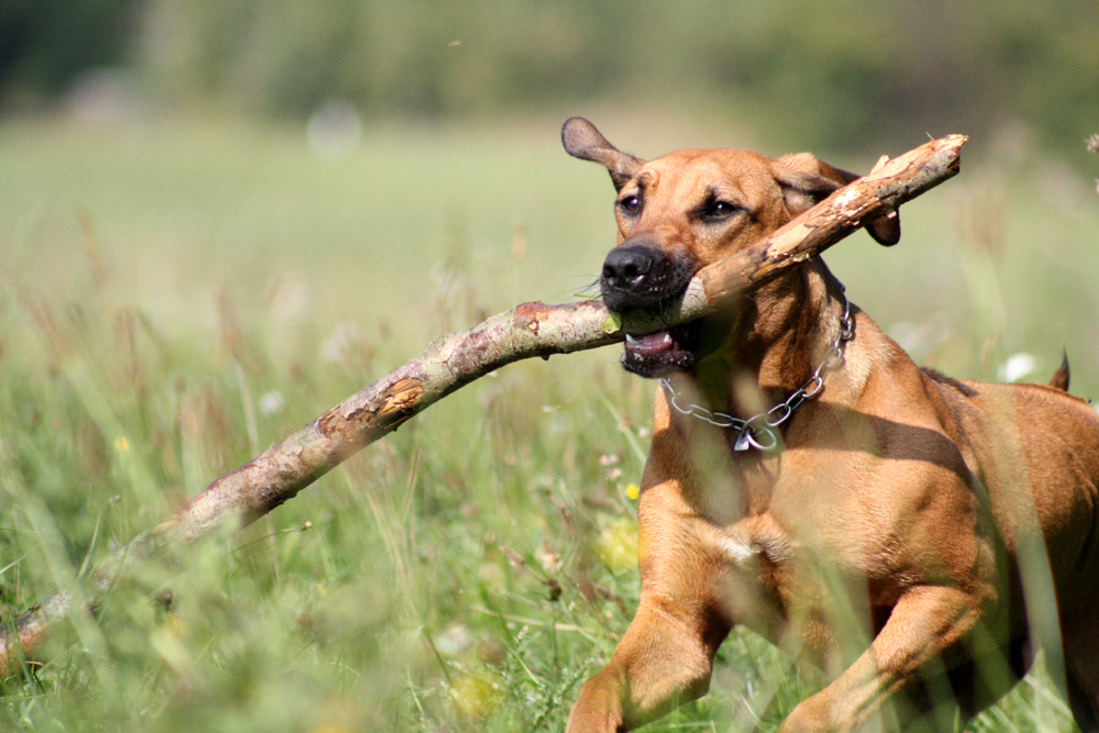 beim Spielen- Rhodesian Ridgeback