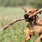 beim Spielen- Rhodesian Ridgeback