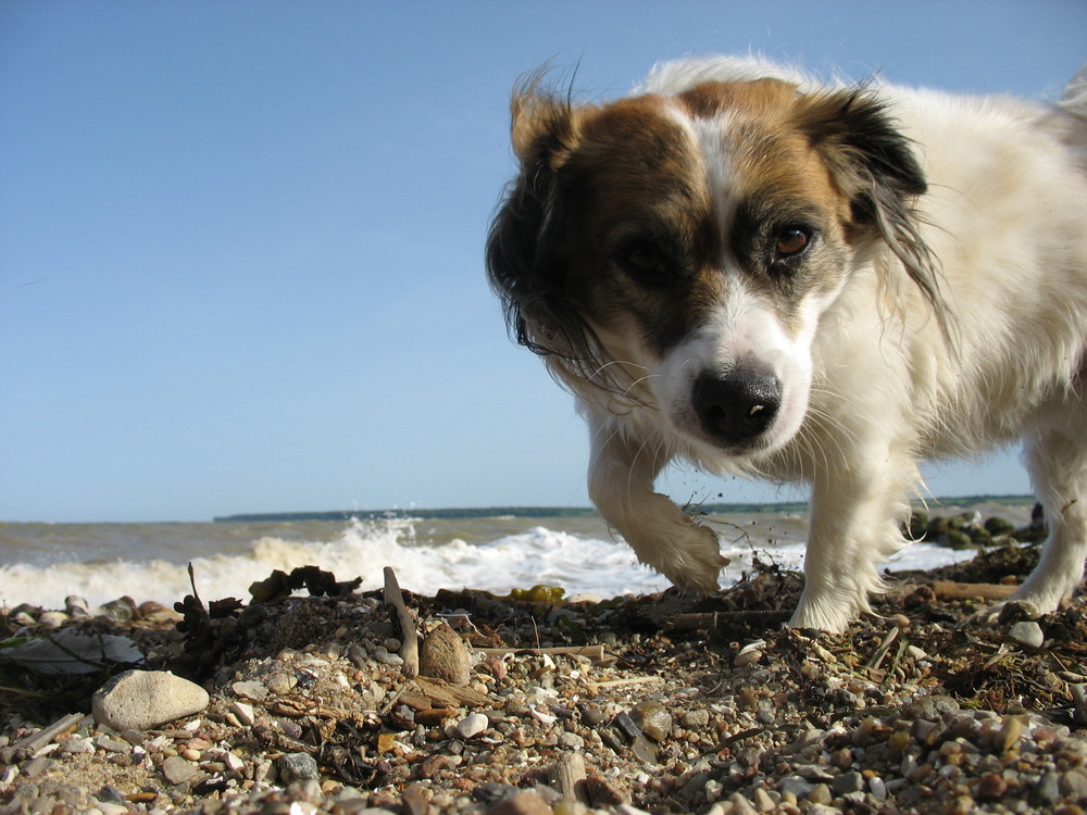 Beim Strandspaziergang...