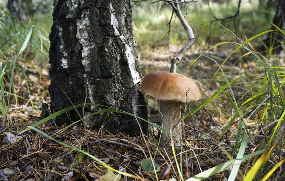 Beim Stromern durch die Wälder 