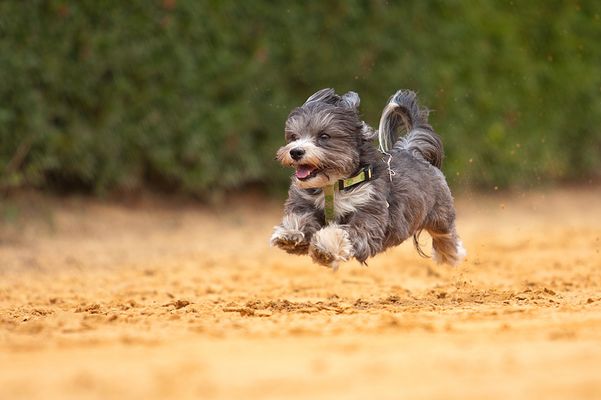 ...Beim Struppi-Rennen...