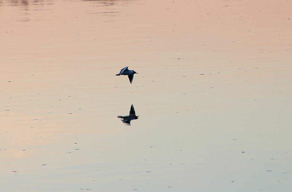 Beim Tiefflug im Abendrot....