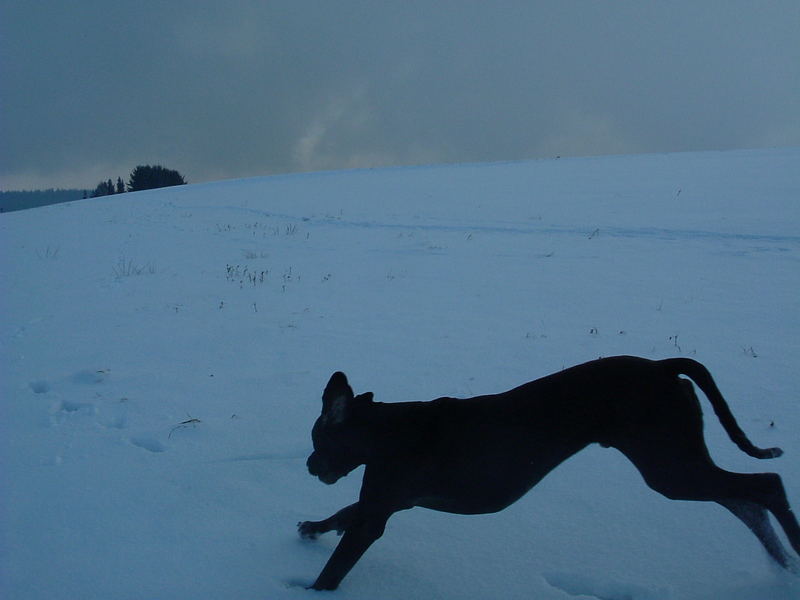 Beim Toben im schnee