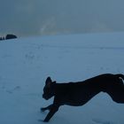 Beim Toben im schnee