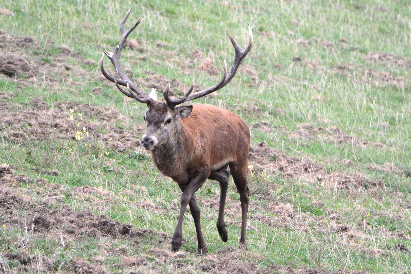 Beim Umkreisen des Rudels nähert sich der Platzhirsch