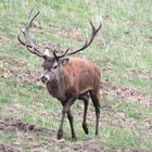 Beim Umkreisen des Rudels nähert sich der Platzhirsch