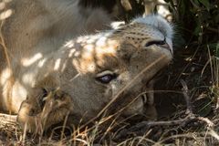 Beim Verdauungsschlaf....