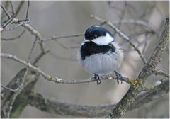 ....beim Vogelhaus am Lanser Weiher ist immer etwas los...