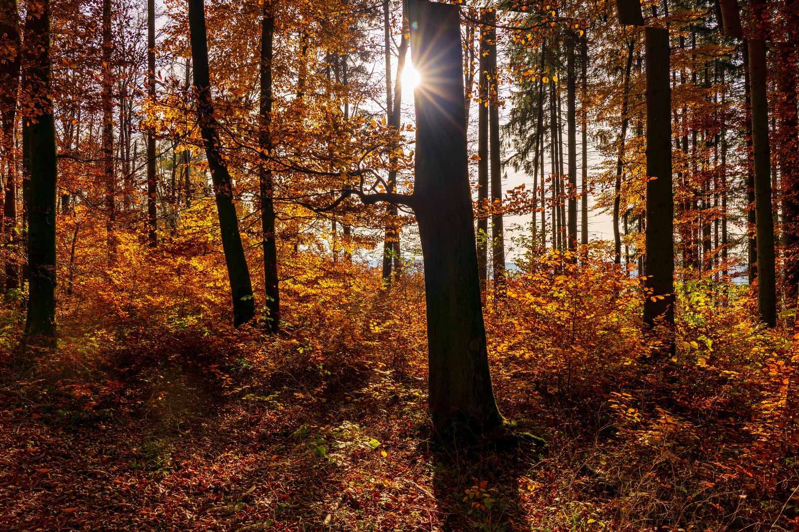 Beim Waldbaden im November