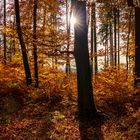 Beim Waldbaden im November