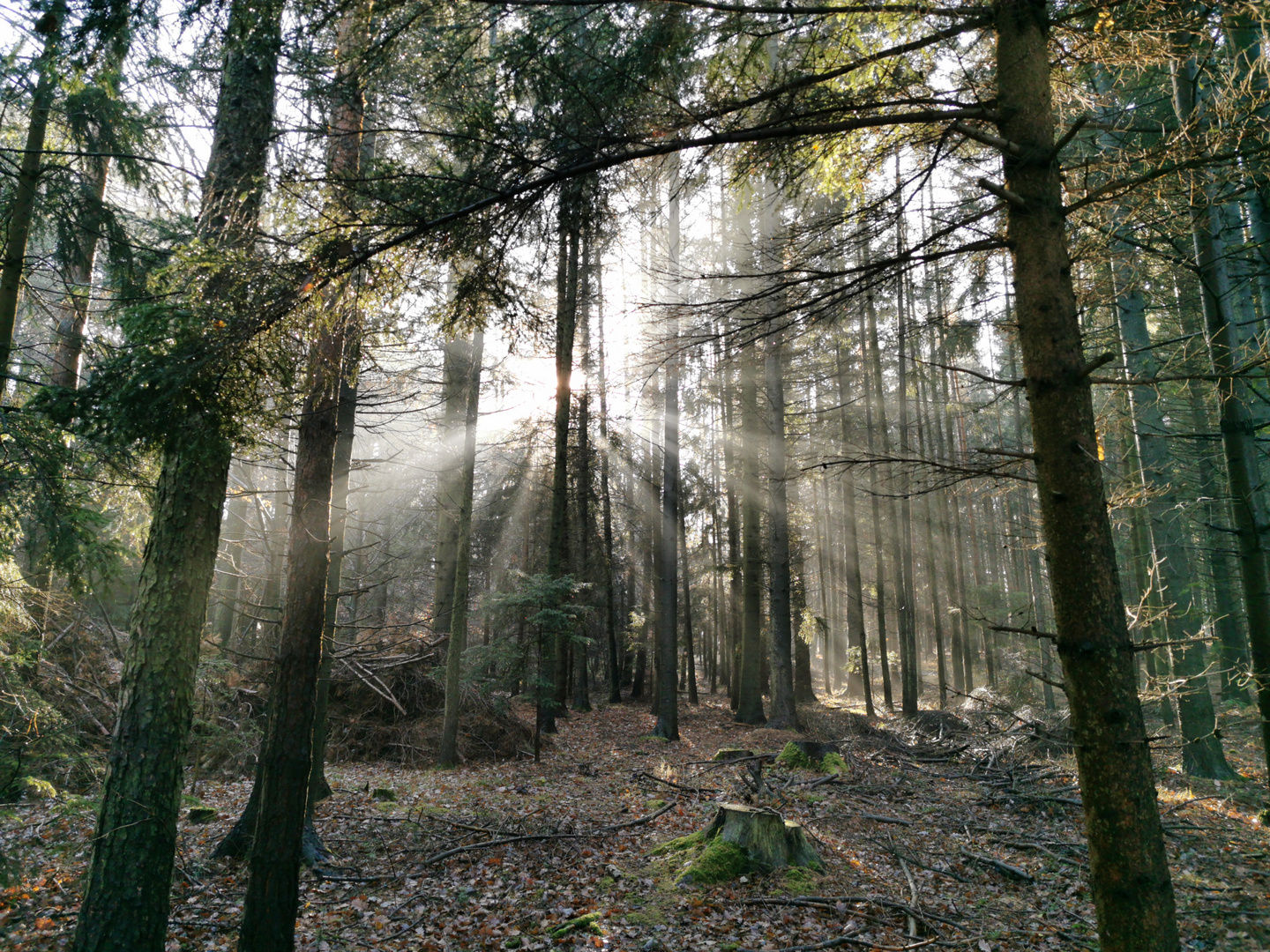 beim Waldspaziergang