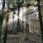 beim Waldspaziergang