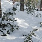 beim Waldspaziergang