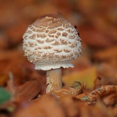 Beim Waldspaziergang...