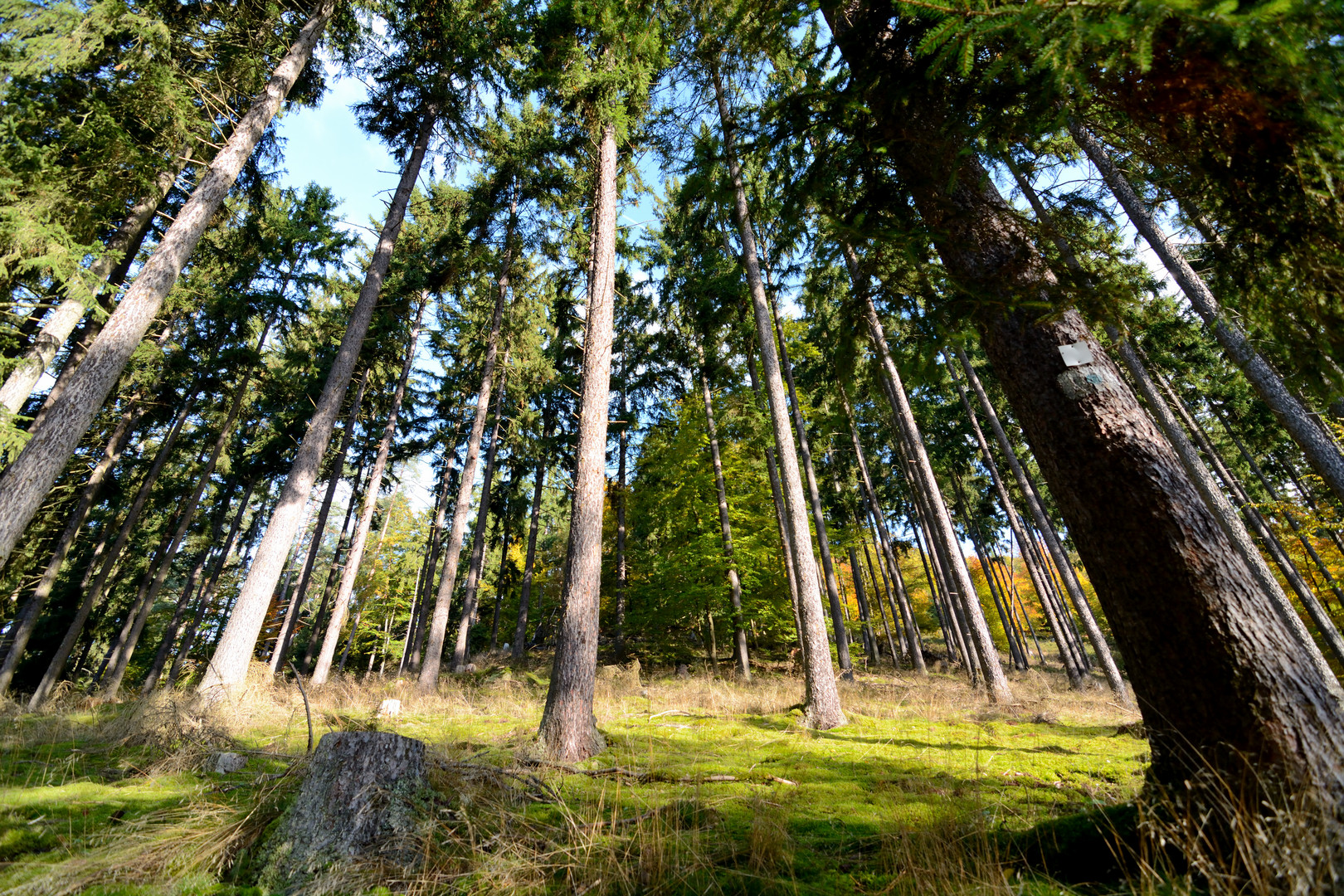 Beim Waldspaziergang