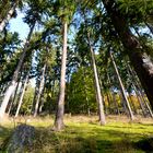 Beim Waldspaziergang