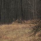 Beim Waldspaziergang aufgeschreckt